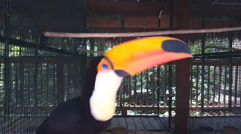 Toco Toucan Stock-Footage 64945396