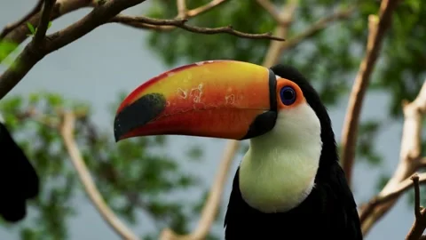 Toco Toucan Stock Footage 163221440