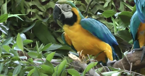 Toco toucan 動画素材 343711584