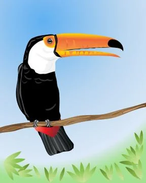 Toco toucan Stock Illustration