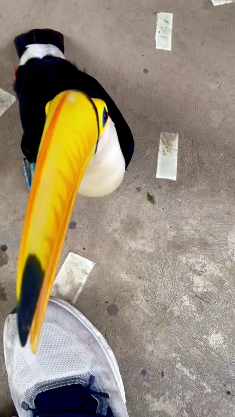 Toco toucan pecks the camera with its beak in play Video stock 345800645