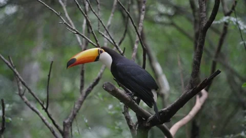 A toco toucan perched on a bare branch turning its head in captivity in slow Video stock 345038496