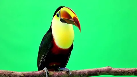Toco Toucan Perched on Branch Green Screen Stock Footage 325041081