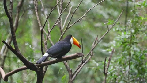 A toco toucan perched on a
branch surrounded by green forest in captivity in Video stock 345032223