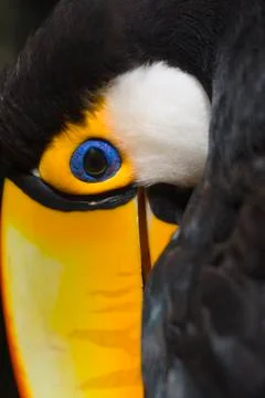 Toco toucan Stock Photos