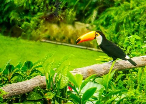 The Toco Toucan Stock Photos