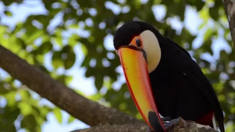 Toco Toucan in Rainforest Tree. Stock Footage 305290879