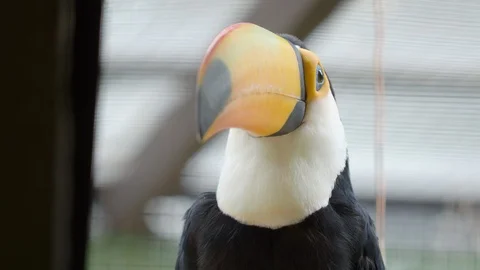 Toco toucan, Ramphastos toco, also known as the common toucan, giant toucan or Stock Footage 116434978