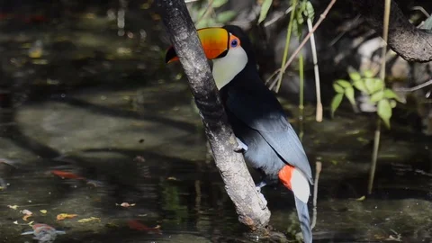 Toco Toucan (Ramphastos toco)  스톡 동영상 98365729