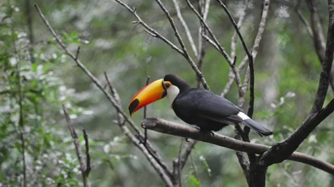 A toco toucan resting on a forest branch among bare twigs in captivity in slow Video stock 345037940
