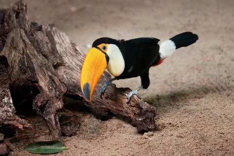 Toco Toucan Sitting on Tree Trunk Stockfoto's