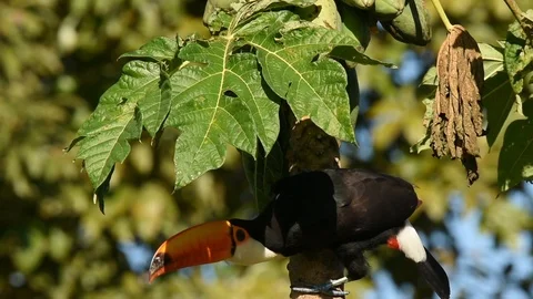 Toco Toucan taking flight Video stock 86205627