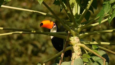 Toco Toucan taking flight Stock Footage 86205663