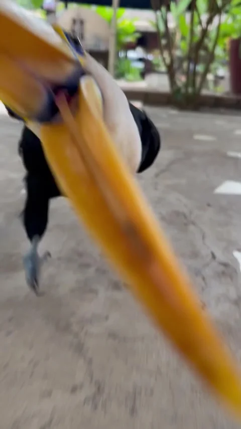 A toco toucan taps the camera with its long orange beak in play. Video stock 345763310