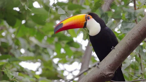 Toco Toucan in a tree, Mato Grosso, Brazil. (4K 29sec with audio) Stock Footage 233599099