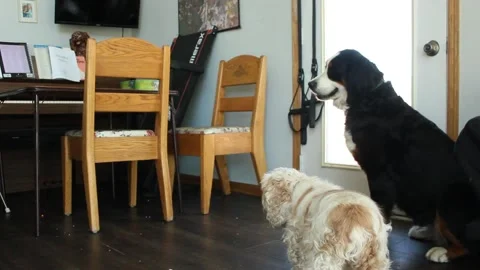 Toddler Almost Eats Dog Treat Stock Footage 130757441