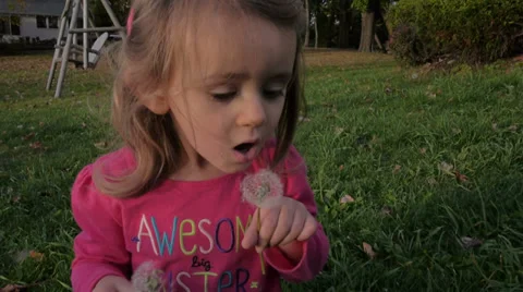 Toddler blowing on a Dandelion Stock Footage 34437870