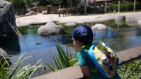 Toddler boy with backpack is watching elephants animals in the zoo Stock Footage 114535703