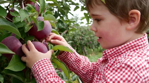 Toddler boy grabs an apple from a tree and then walks away, medium shot Stock Footage 58117911