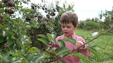 Toddler boy grabs an apple from a tree and holds it up Stock Footage 58118085