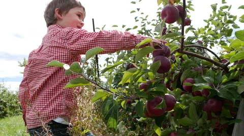 Toddler boy grabs an apple from a tree, lens flare Stock Footage 58118508