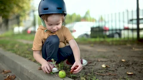 Toddler boy picking and opening chestnuts in park on a sunny autumn day Stock Footage 280439292