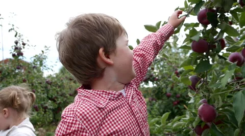 Toddler boy picks an apple from a tree and smiles Stock Footage 58116808