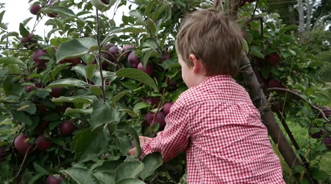 Toddler boy picks an apple from a tree then walks away Stock Footage 58116995