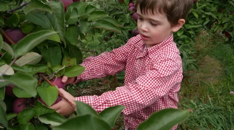 Toddler boy picks an apple from a tree then walks away, high angle Stock Footage 58117128