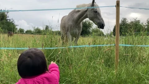 Toddler in bright pink jacket observing white horse munching grass Stock Footage 147037063