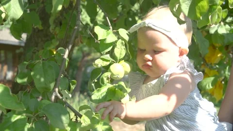 Toddler child exploring Apples in the garden Stock Footage