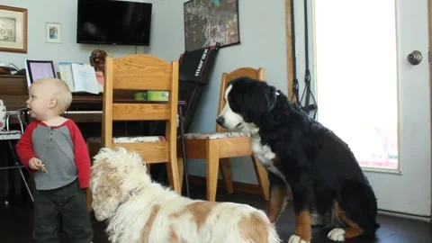 Toddler Chooses Dog to Feed Stock Footage 130757414