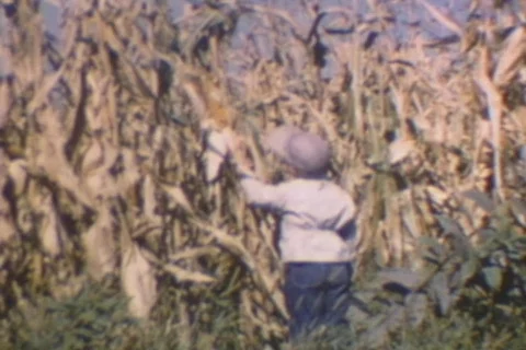 TODDLER IN CORNFIELD Stockbeeldmateriaal 354480