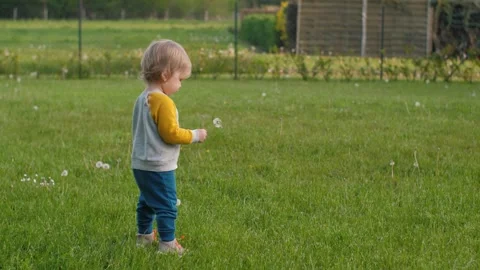 Toddler Dandelions Meadow Stock Footage 296148064
