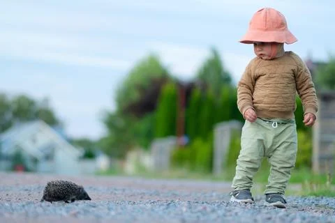 Toddler explores nature while standing near a hedgehog on a rural path. Simple Stock-Fotos