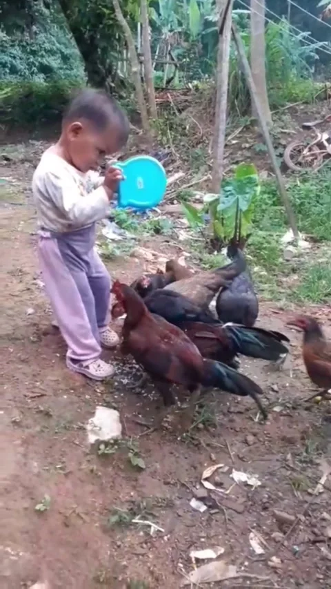 Toddler feeds chicken 库存影片 231119735