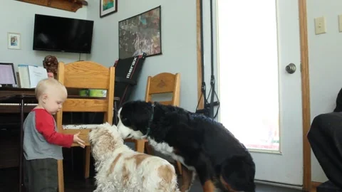 Toddler Feeds Dogs Stock Footage 130757111
