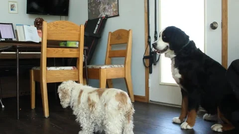 Toddler Feeds Jealous Dog Stock Footage 130757589