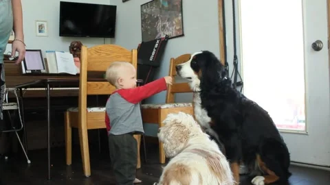 Toddler Gets Bones For Dogs Stock Footage 130757257
