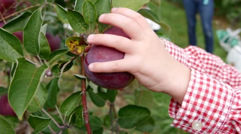 Toddler hands grab apple from a tree, close up Stock Footage 58117722