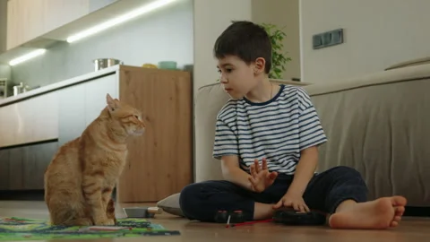 Toddler kid boy playing with kitten in children room, sitting on the floor. Stock Footage 260328895