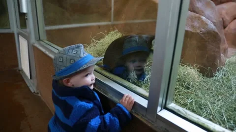 Toddler laughing at a monkey Stock Footage 32377977