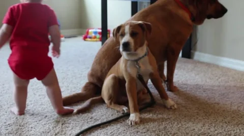 Toddler learning to walk Vídeos de archivo 59322476