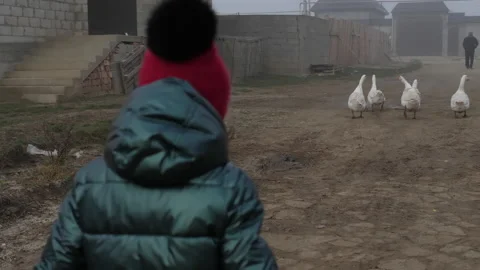 Toddler looking at geese walks past animals on nasty day Video stock 217688317