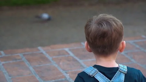 Toddler looking at the pigeon Stock Footage 79927055