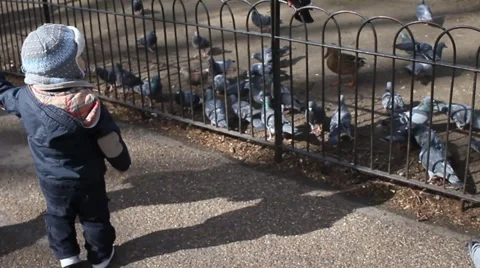 Toddler meets pigeons Stock-Footage 46167325