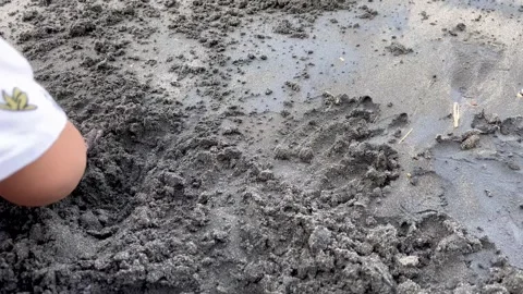 Toddler Playing and Digging in the Wet Black Sand at the Beach Stock Footage 340256356