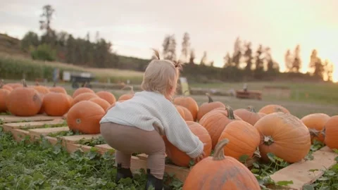 Toddler playing in pumpkin patch, golden hour, sunset 库存影片 219405355