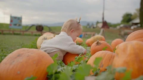 Toddler playing with pumpkins at pumpkin patch Stock Footage 219405099