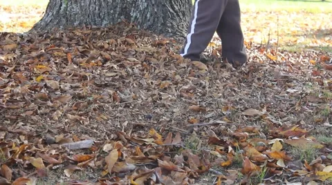 Toddler plays near tree in the Fall Stock Footage 44447504